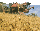 Wheat Harvest