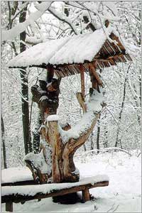 Winter in Golosiiv Forest